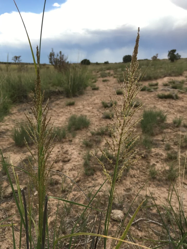 Sporobolus Wrightii