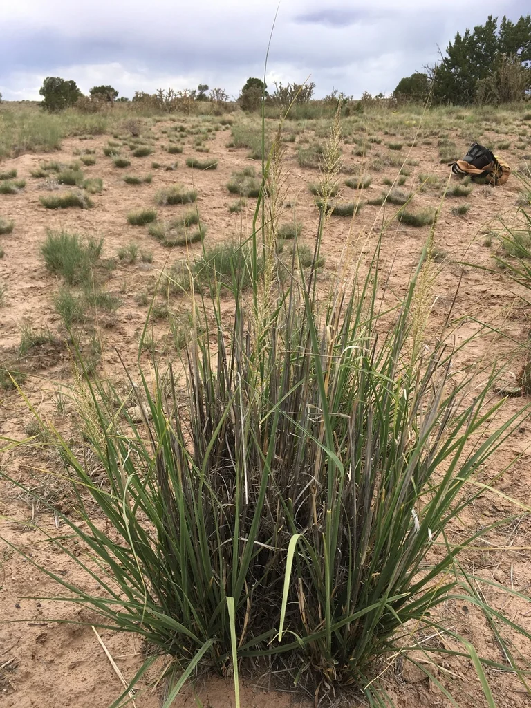 Sporobolus Wrightii