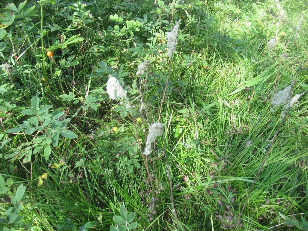 Anemone Sylvestris