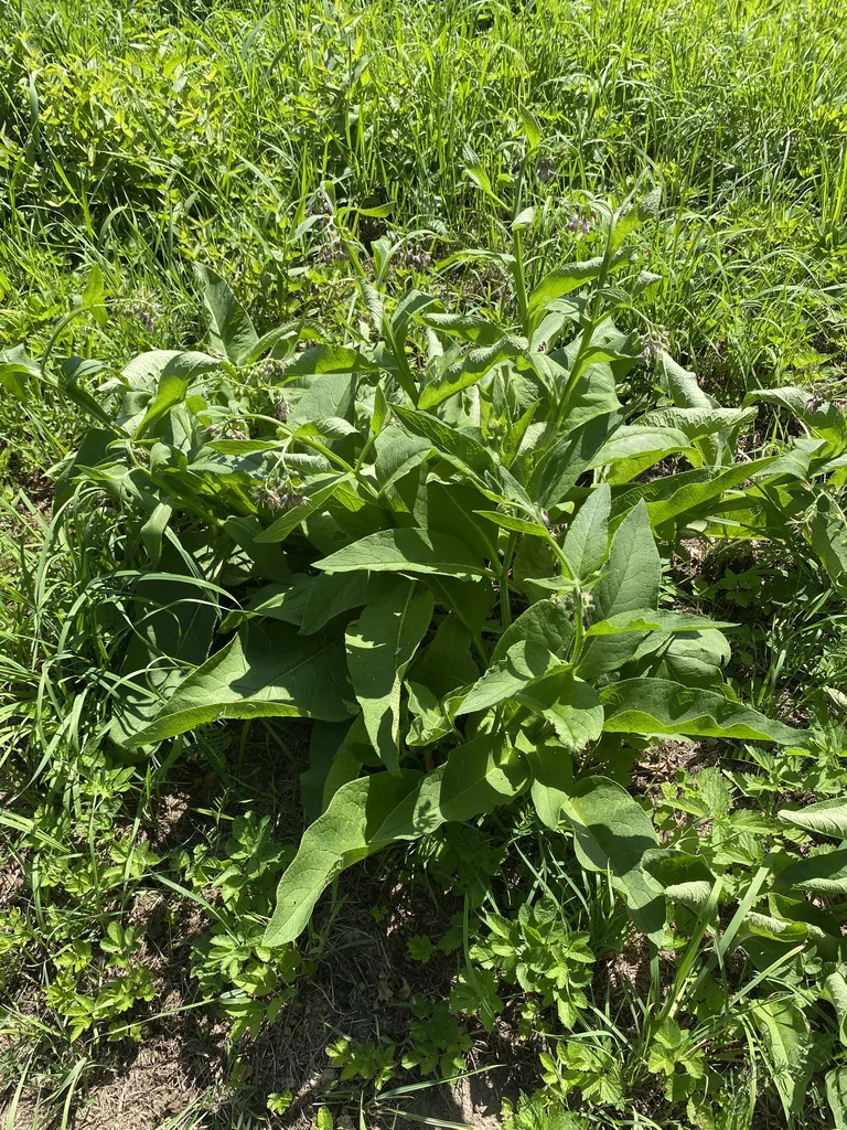 Symphytum Officinale