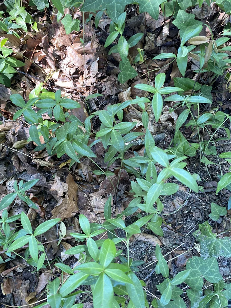 Vinca Minor