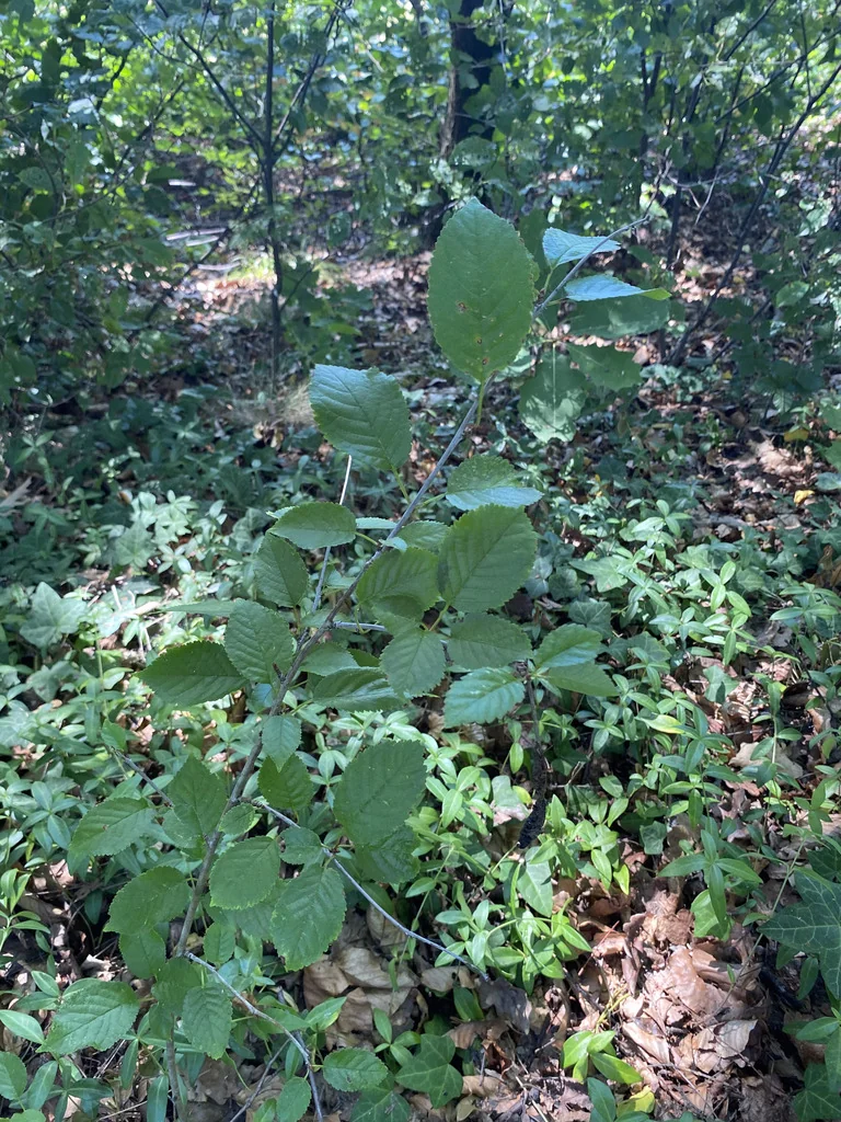 Prunus Avium