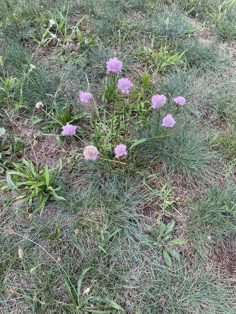 Armeria Maritima