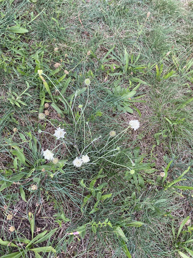 Scabiosa Ochroleuca