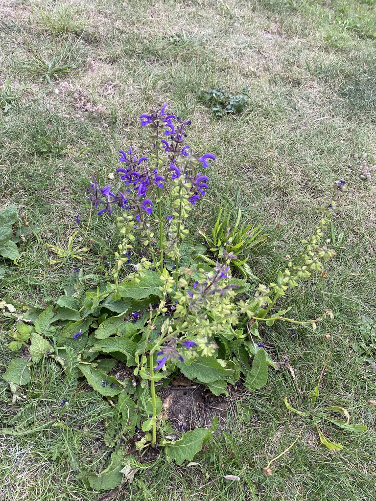 Salvia Pratensis