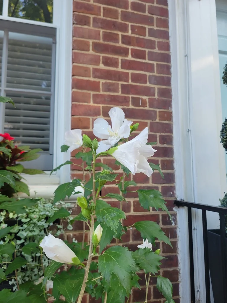 Hibiscus syriacus