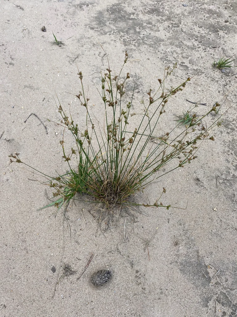 Juncus Tenuis