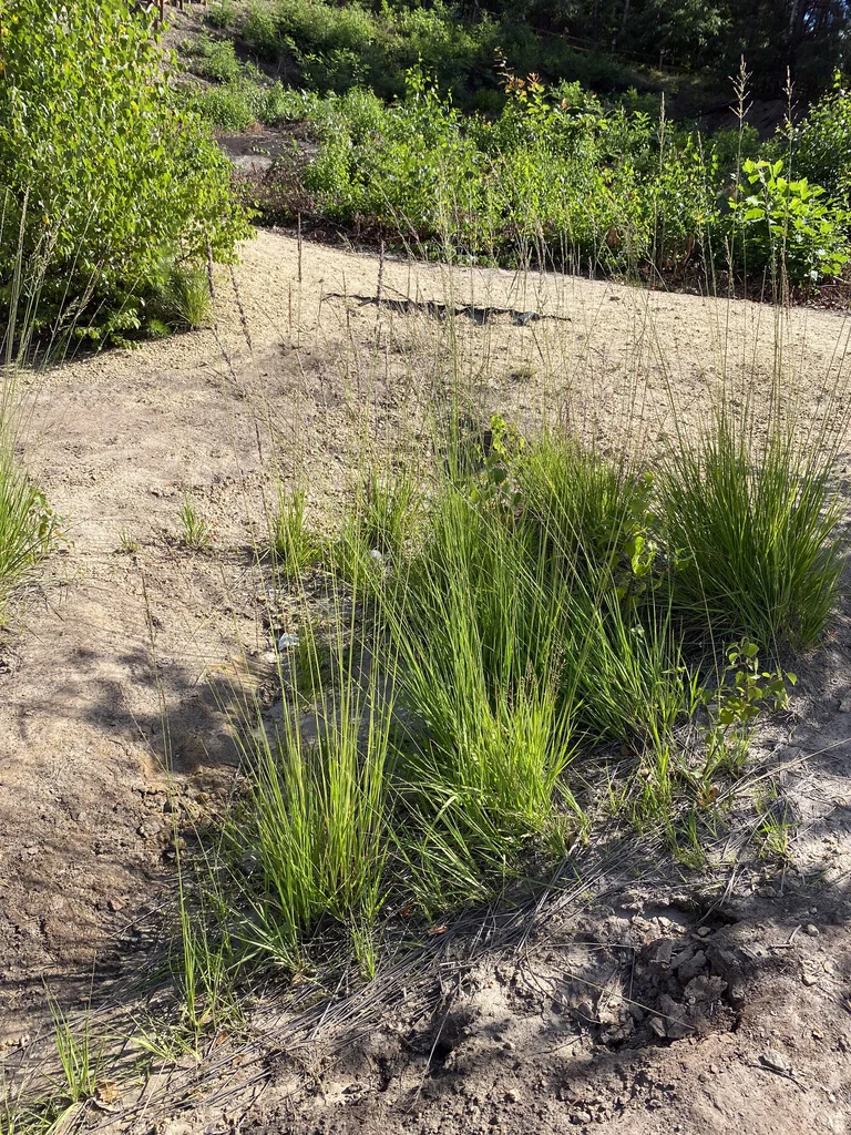 Molinia Caerulea