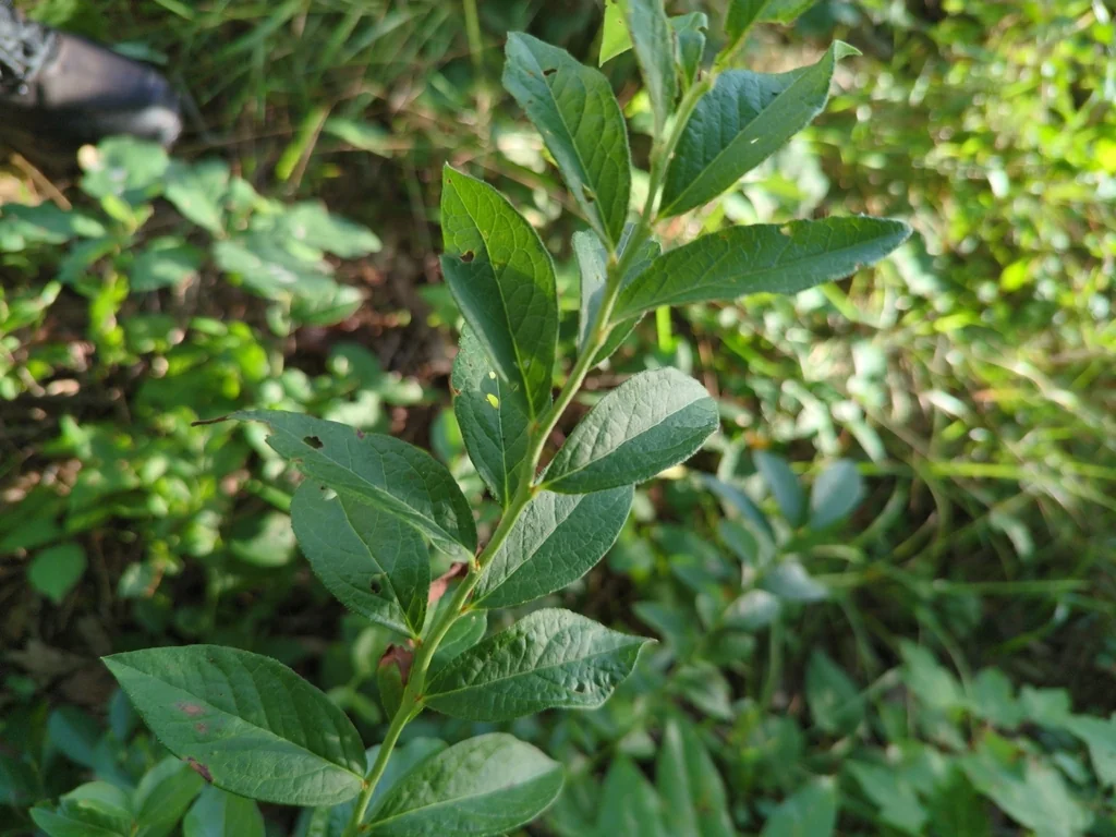 Vaccinium Corymbosum