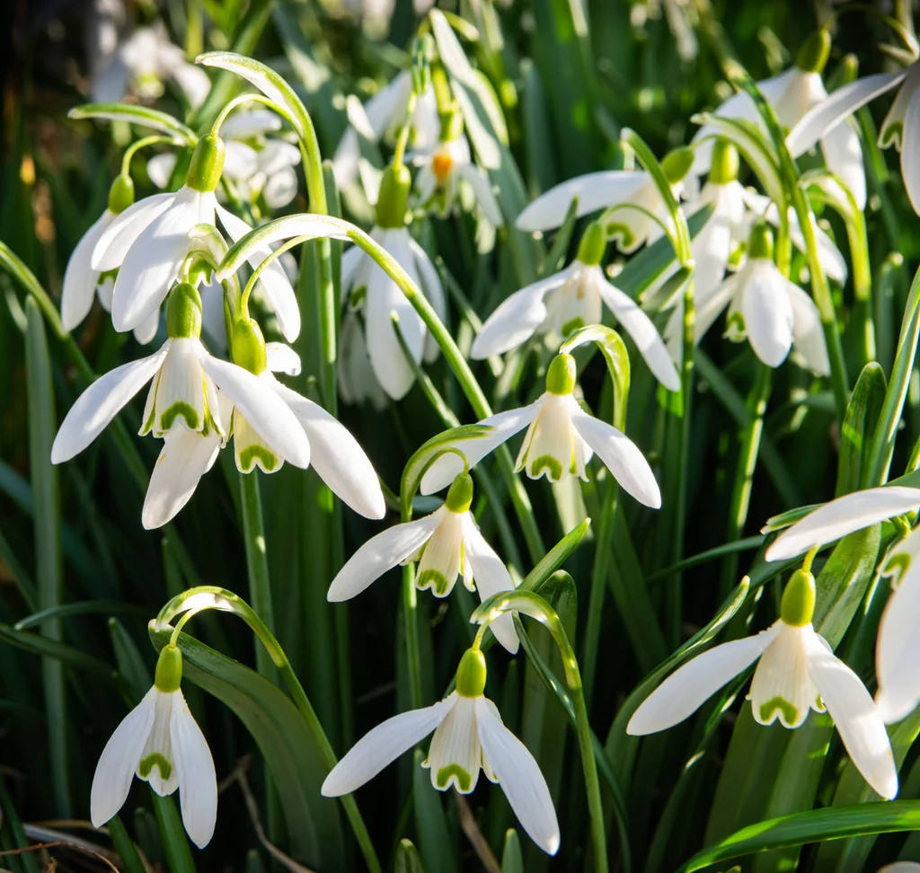 Galanthus Nivalis