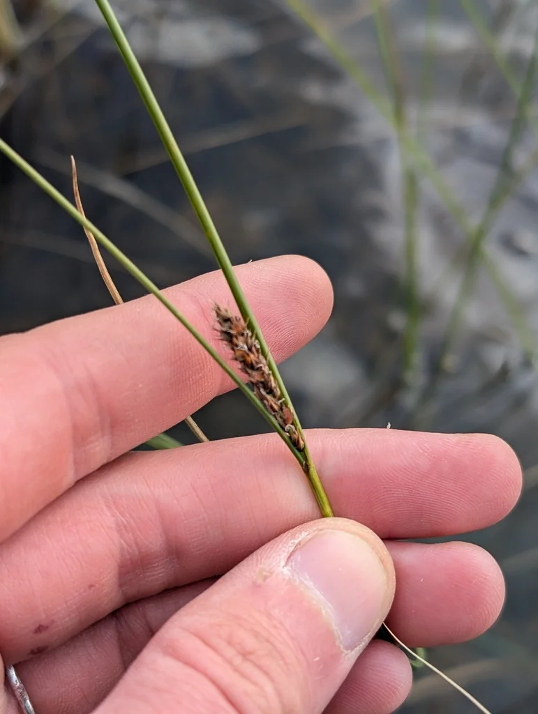 Carex Lasiocarpa