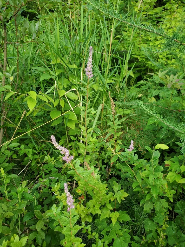 Spiraea Tomentosa