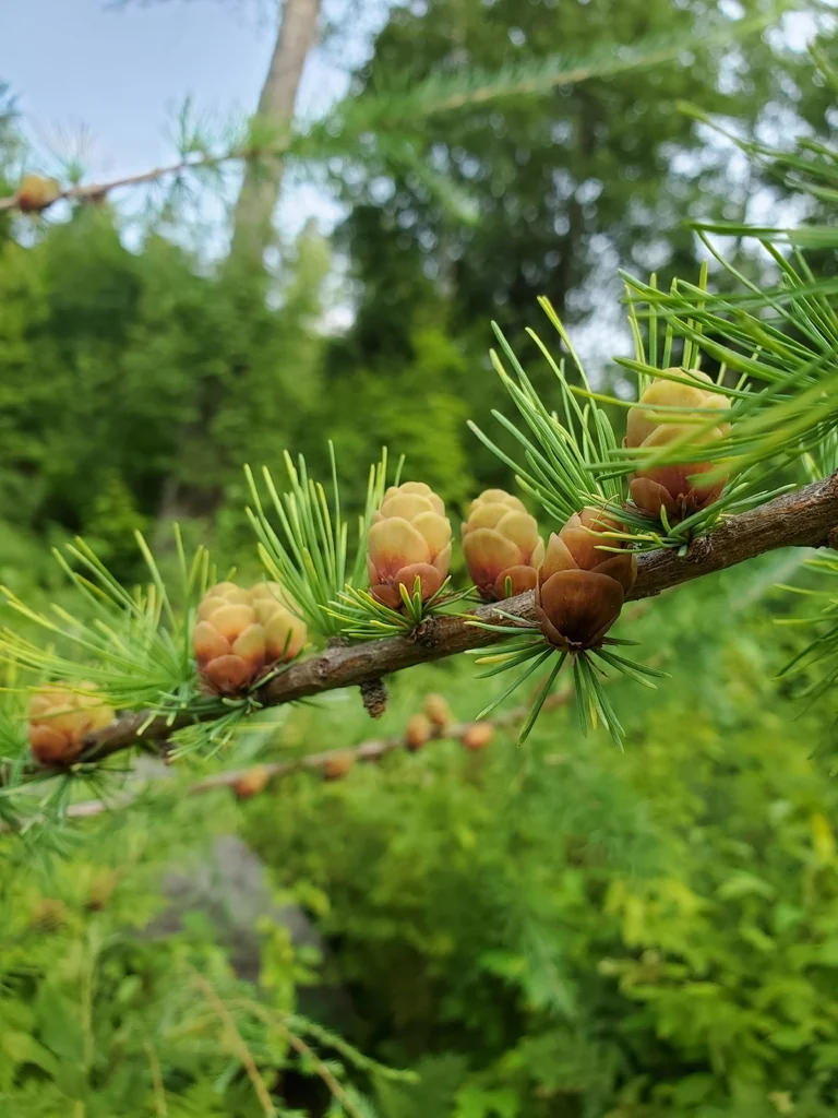 Larix Laricina