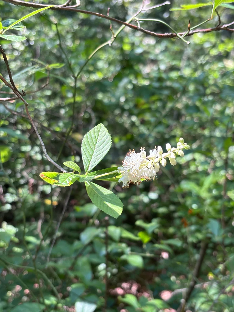 Clethra Alnifolia