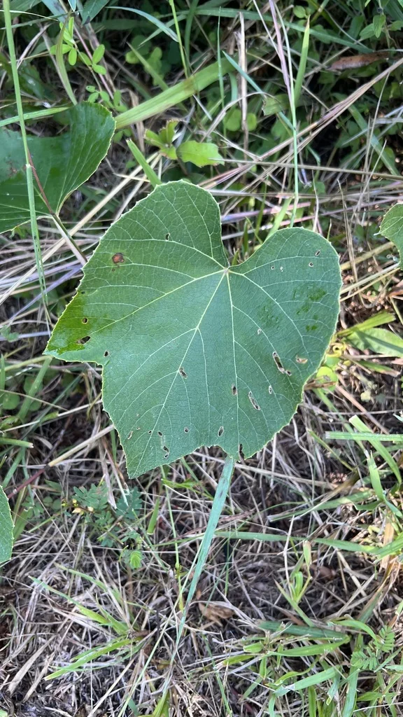 Vitis Labrusca