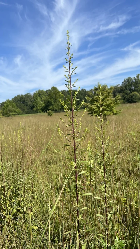 Solidago Speciosa