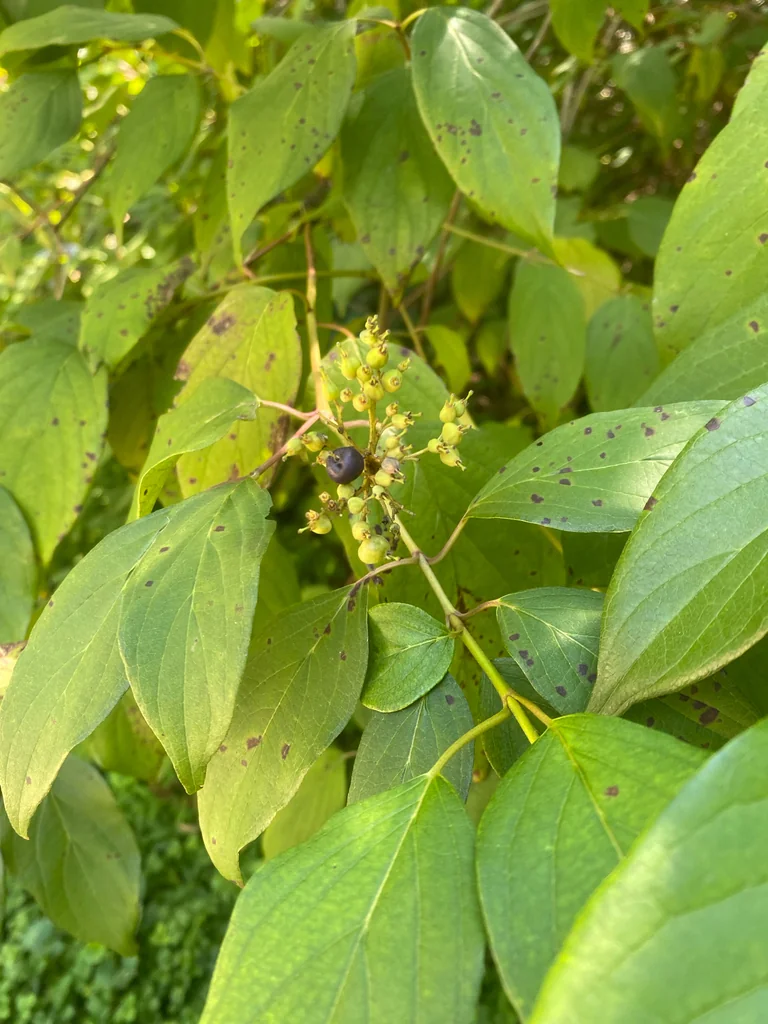 Cornus Amomum