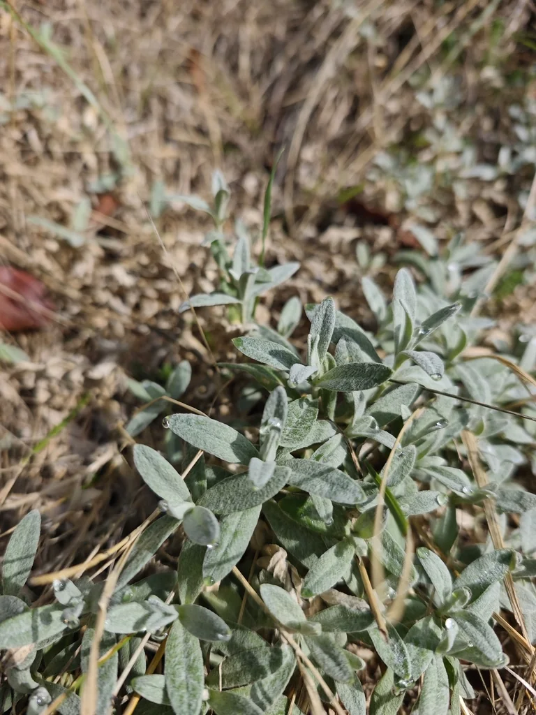 Cerastium tomentosum