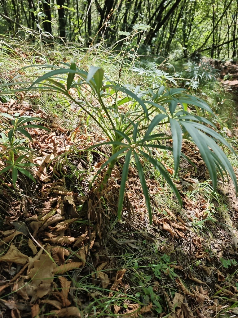 Helleborus Foetidus