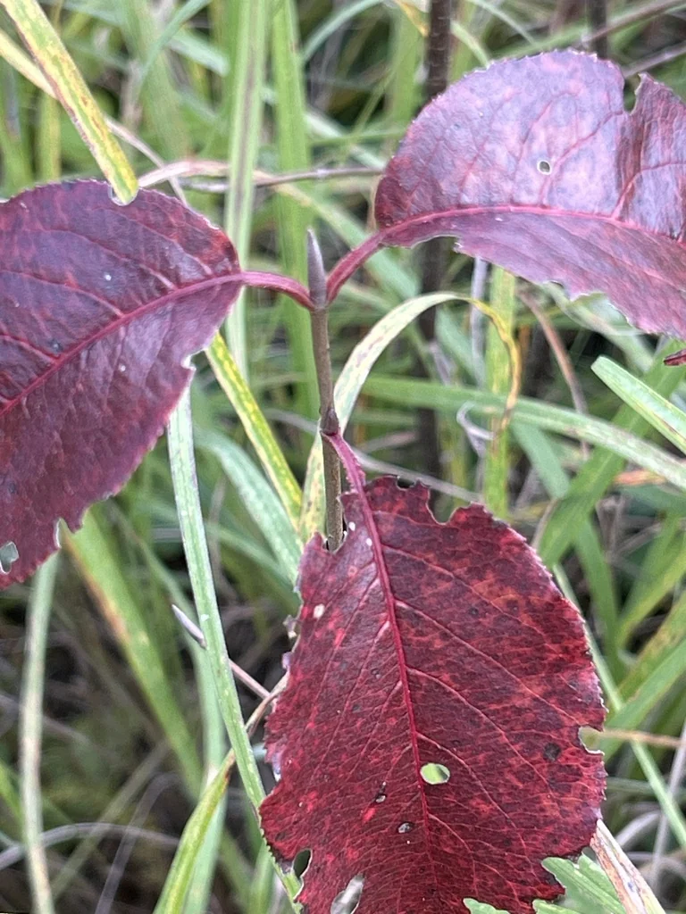 Viburnum Lentago