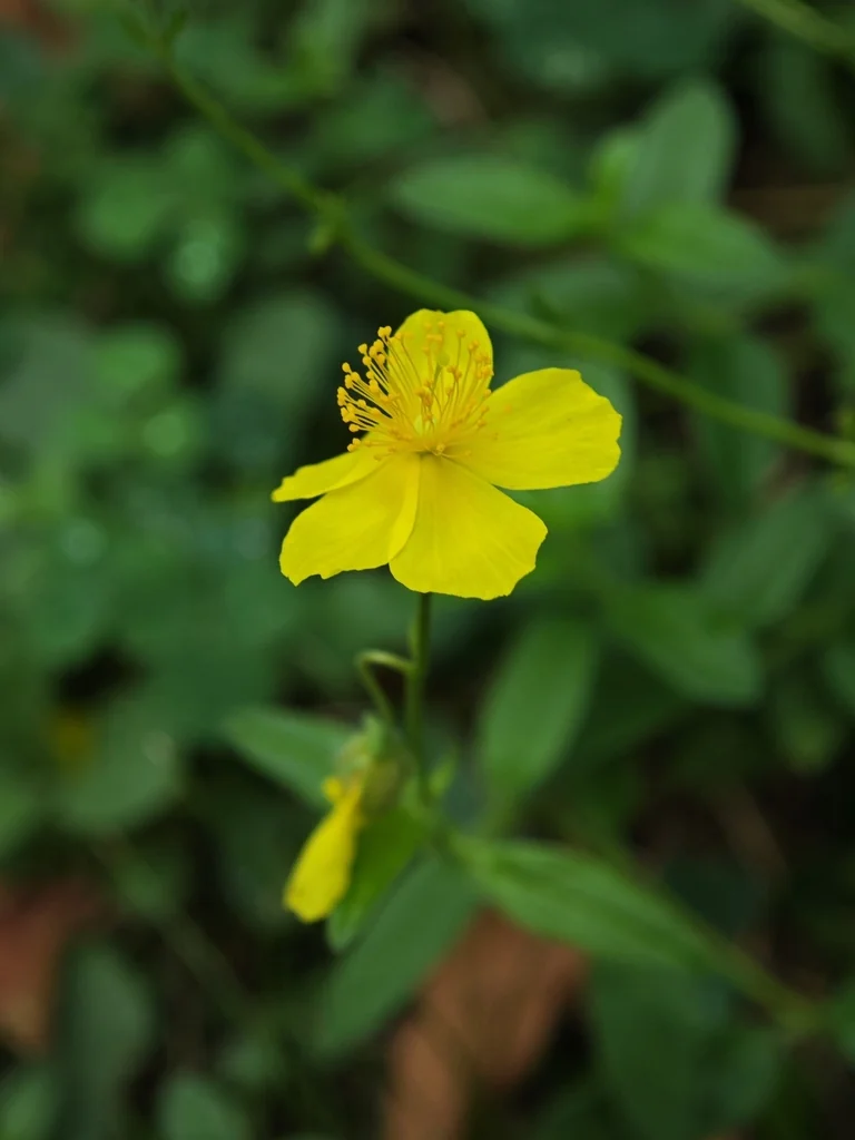Helianthemum Nummularium