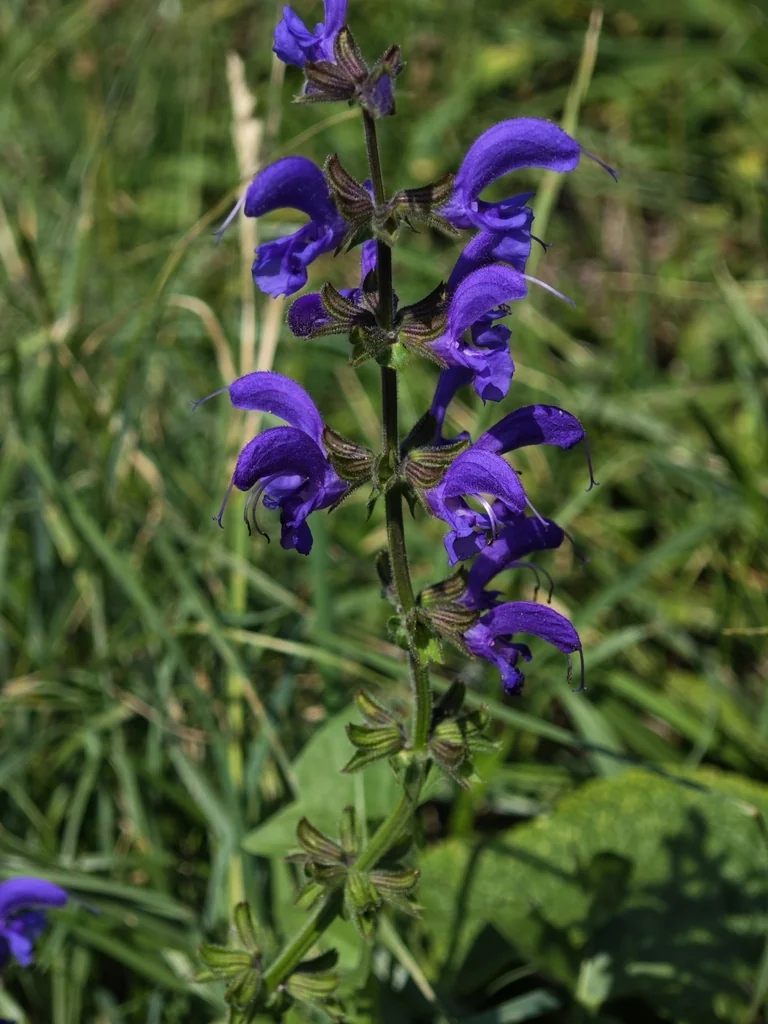 Salvia Pratensis