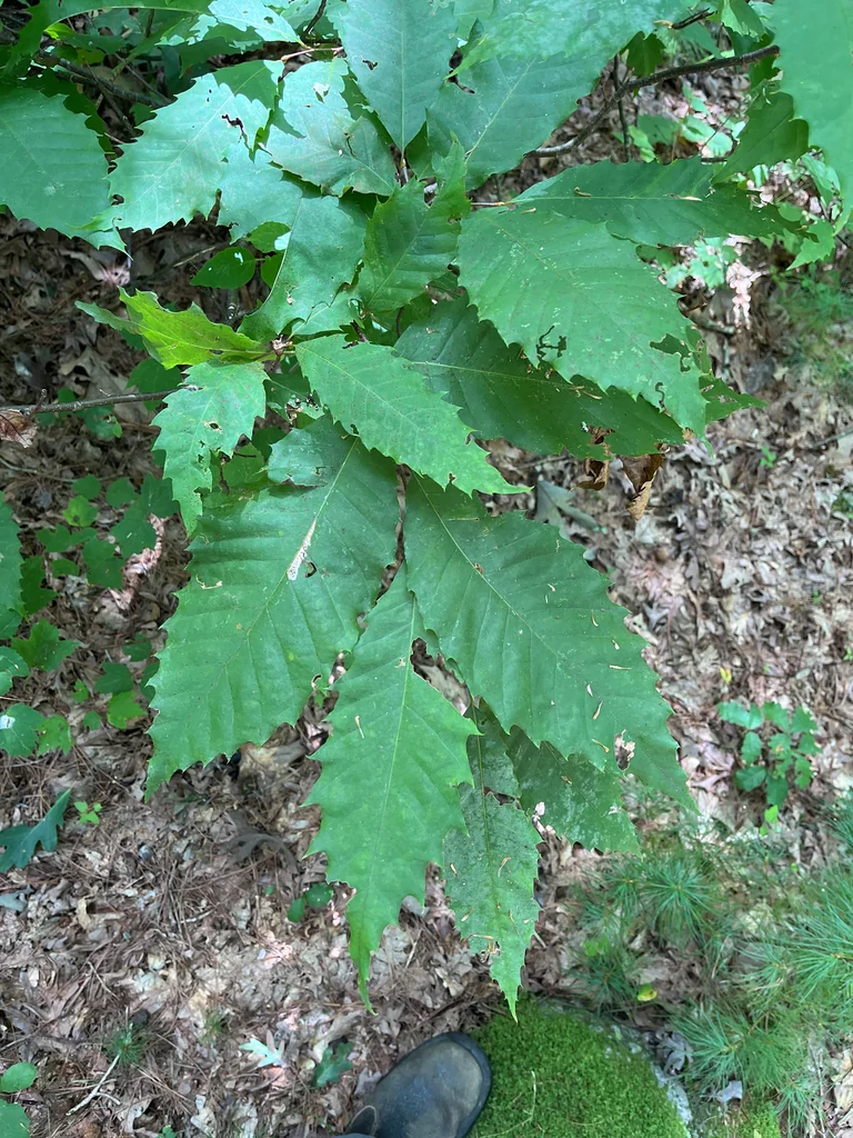 Castanea Dentata