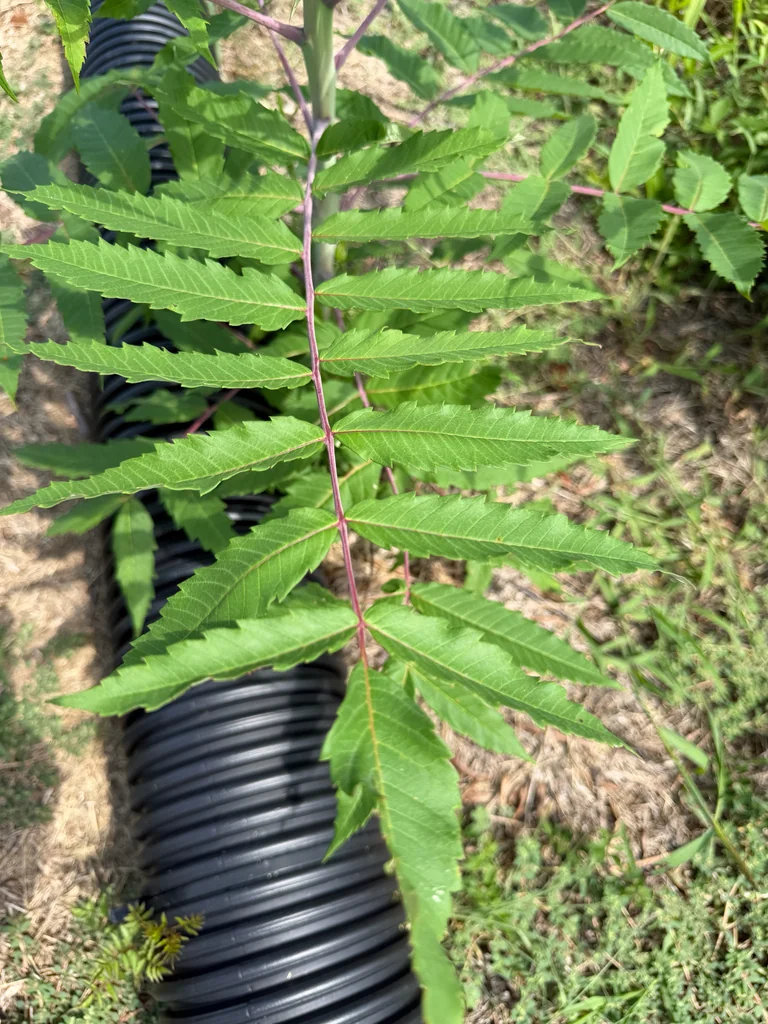 Rhus Glabra