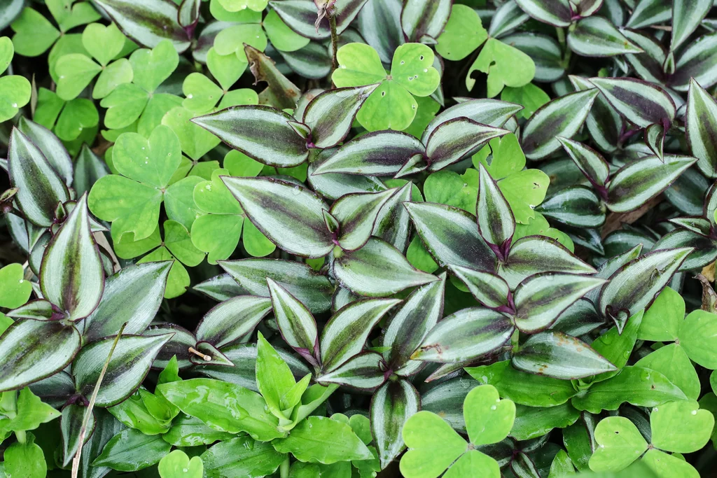 Tradescantia Zebrina