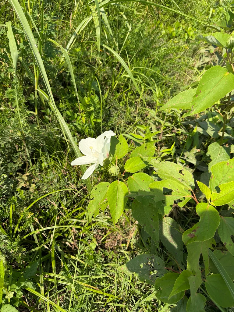 Hibiscus Moscheutos