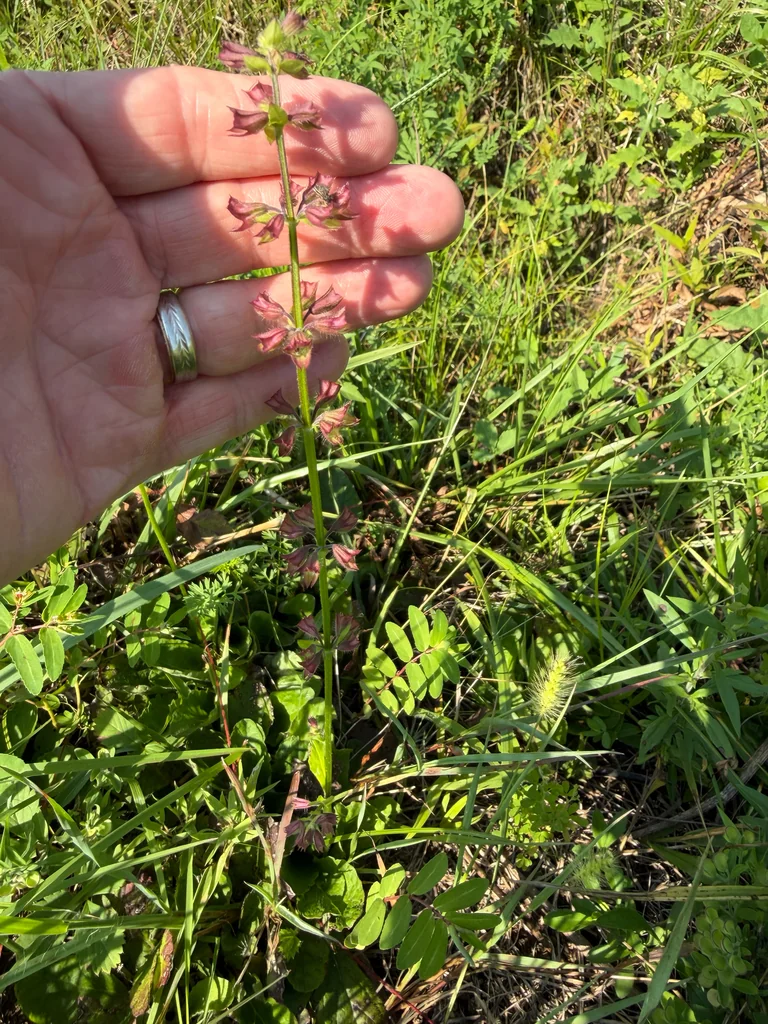 Salvia Lyrata
