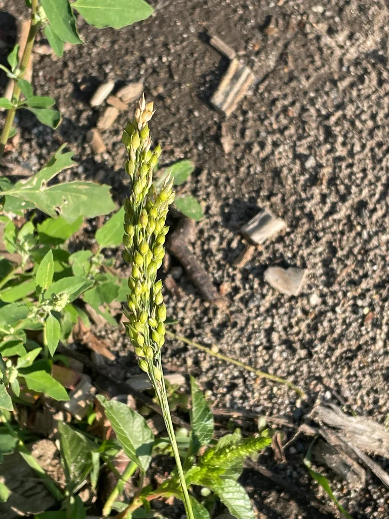Panicum Miliaceum