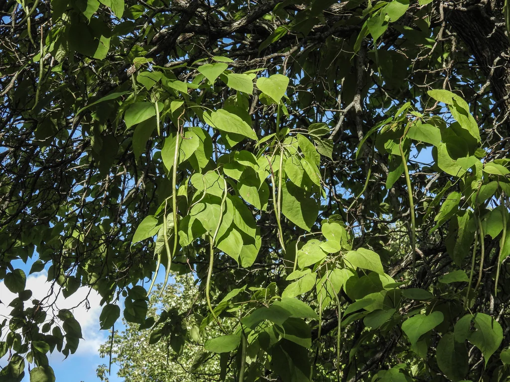 Catalpa Speciosa