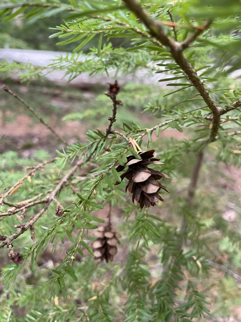 Tsuga Heterophylla