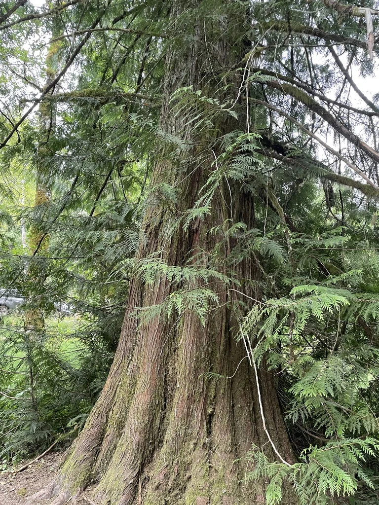 Thuja plicata