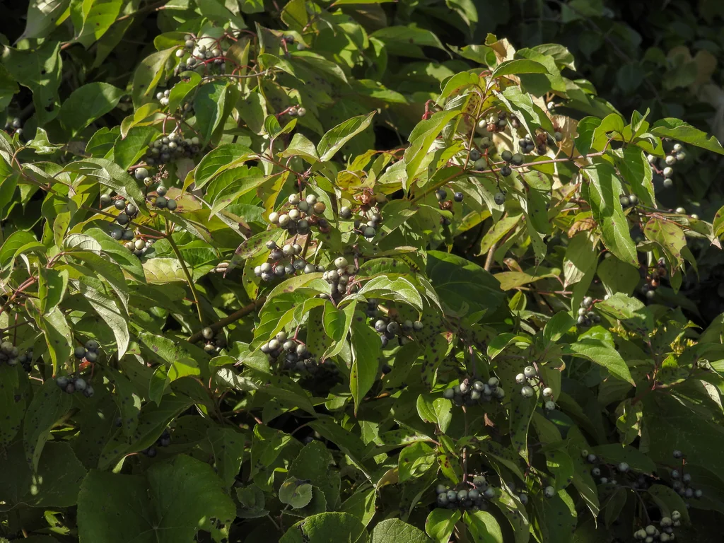 Cornus Amomum