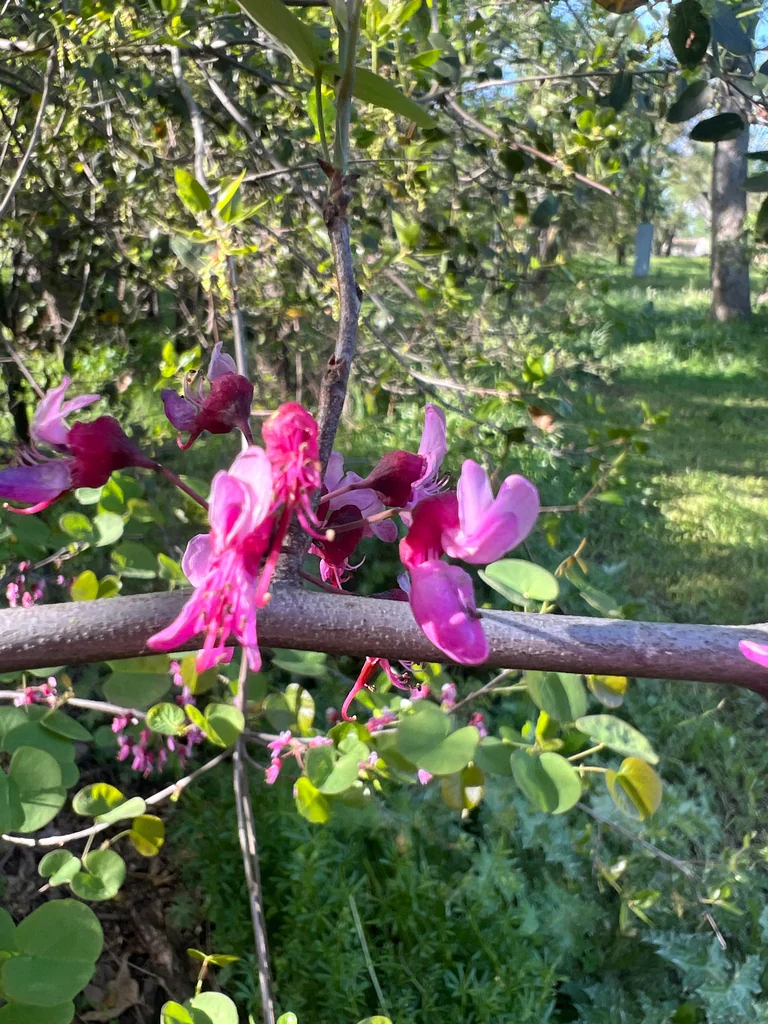 Cercis Occidentalis