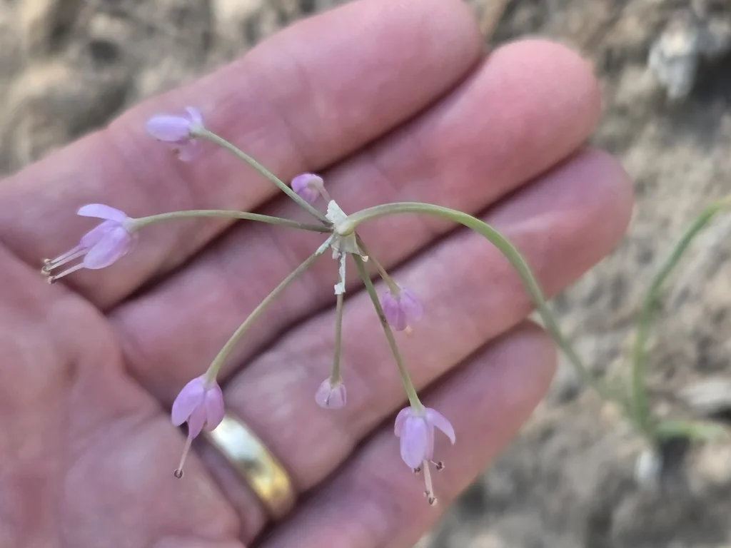 Allium Cernuum