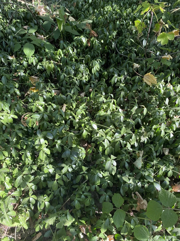 Vinca Minor