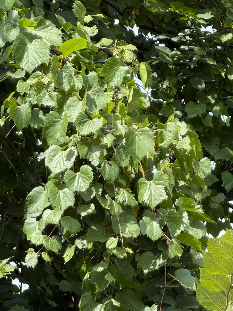 Vitis Riparia