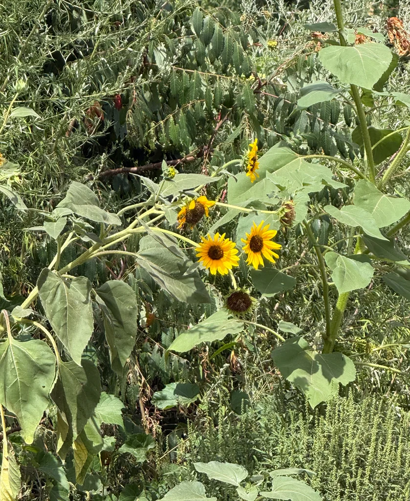 Helianthus Annuus