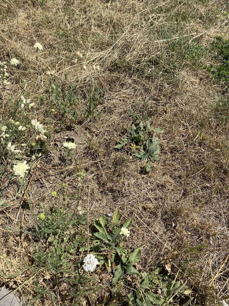 Scabiosa Ochroleuca