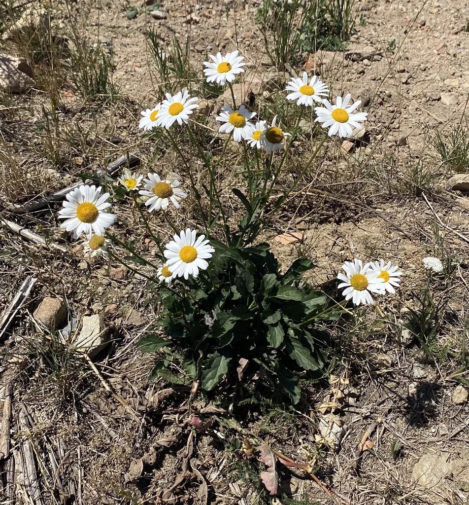 Chrysanthemum Leucanthemum