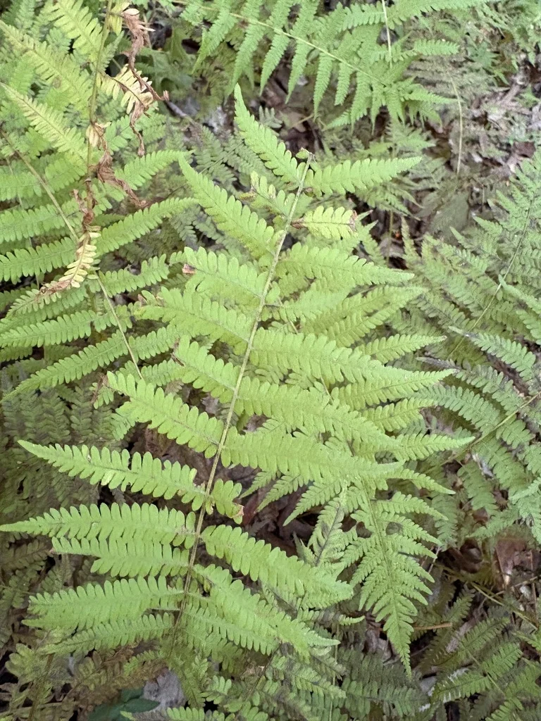 Thelypteris Noveboracensis