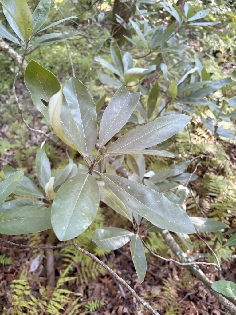 Magnolia Virginiana