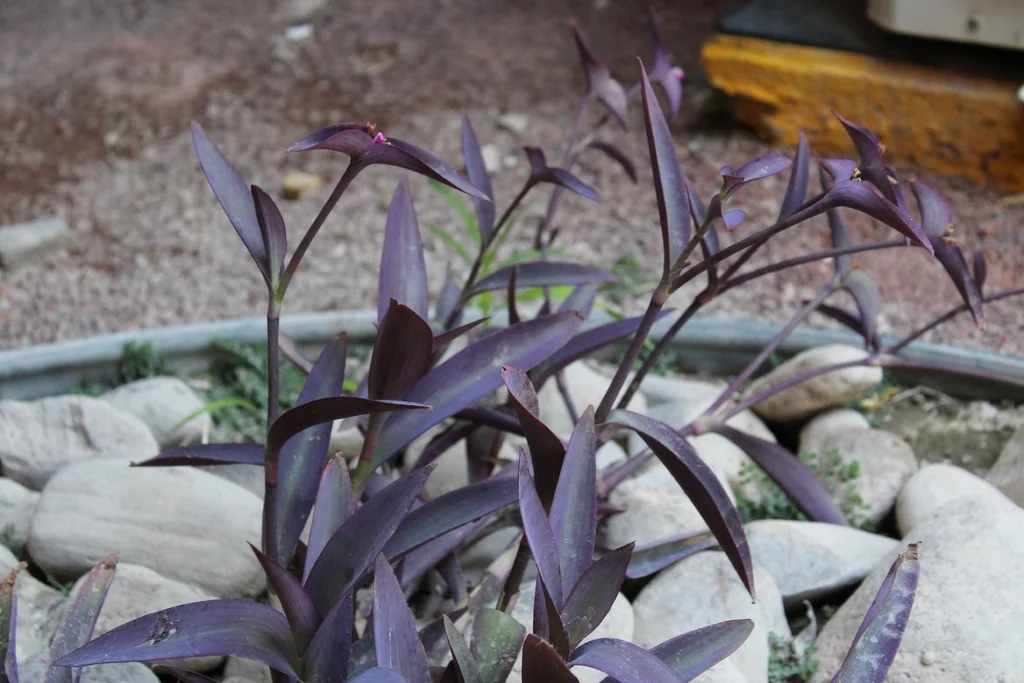 Tradescantia pallida