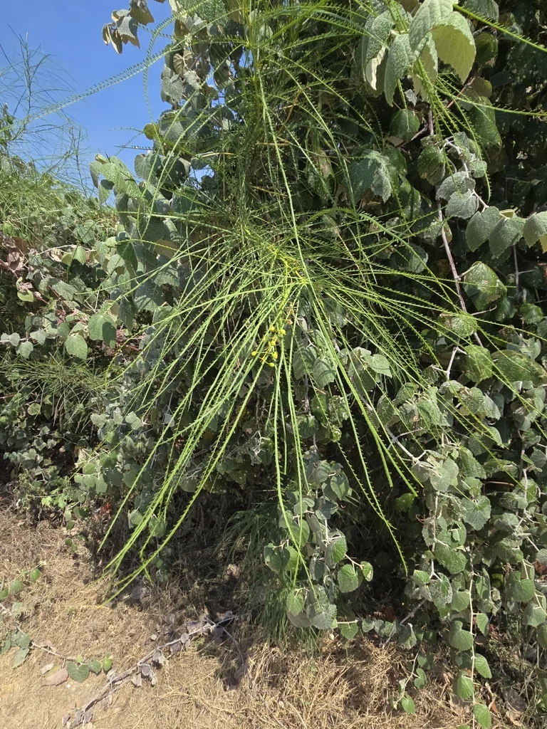Parkinsonia Aculeata