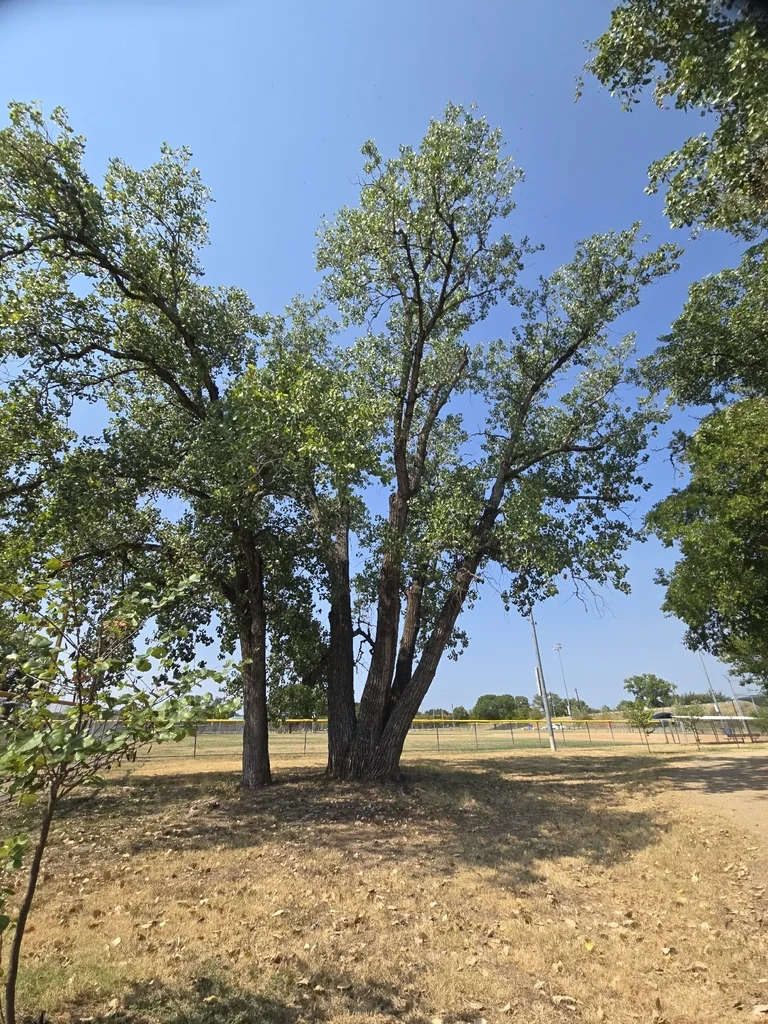 Populus Deltoides
