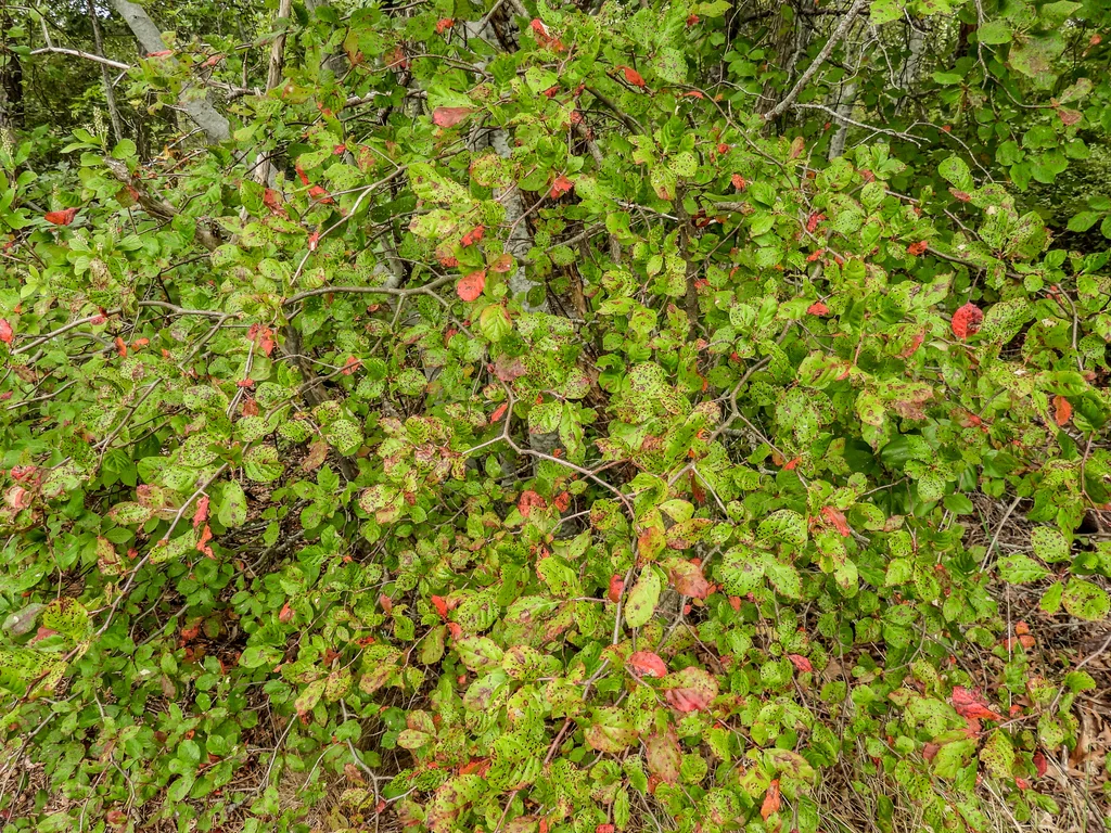 Nyssa Sylvatica