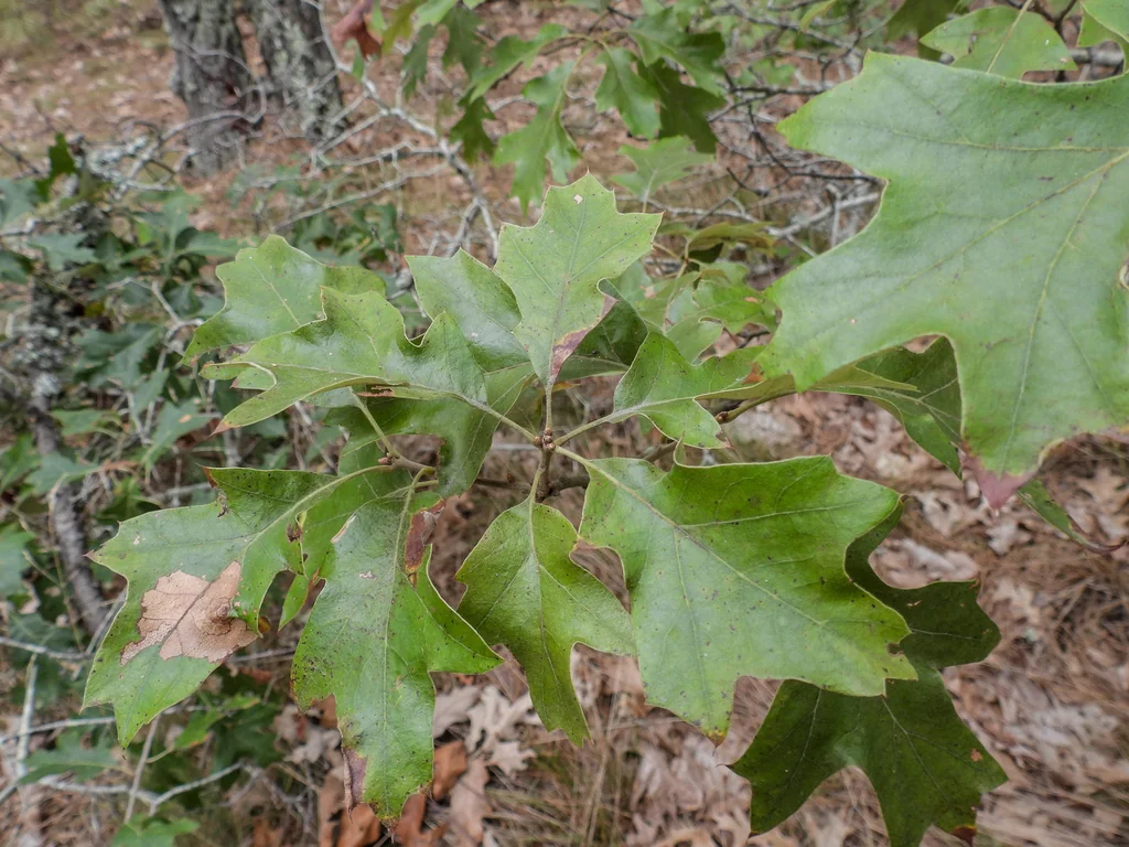 Quercus Ilicifolia